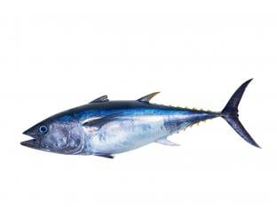 blauwvintonijnen