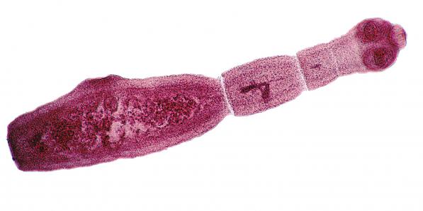 vossenlintworm